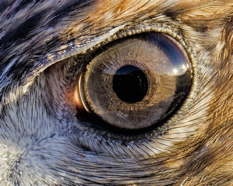 Eye of a Hawk .